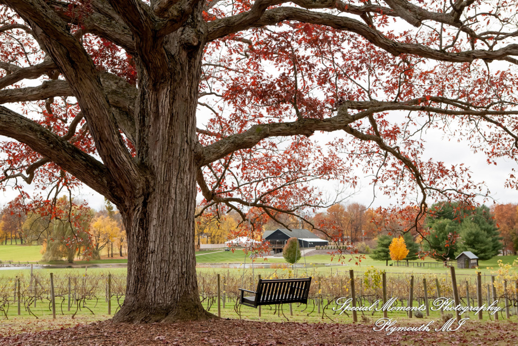 Jessica & Michael Day 1 at Westers Family Vineyard & Winery Rives Junction MI wedding photograph