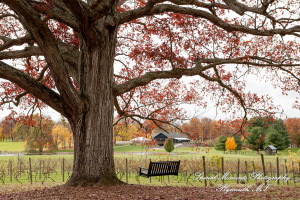 Jessica & Michael Day 1 at Westers Family Vineyard & Winery Rives Junction MI wedding photograph
