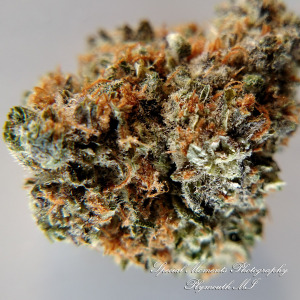 Wayne Releaf Provisioning & Cultivation Center Wayne MI commercial photograph