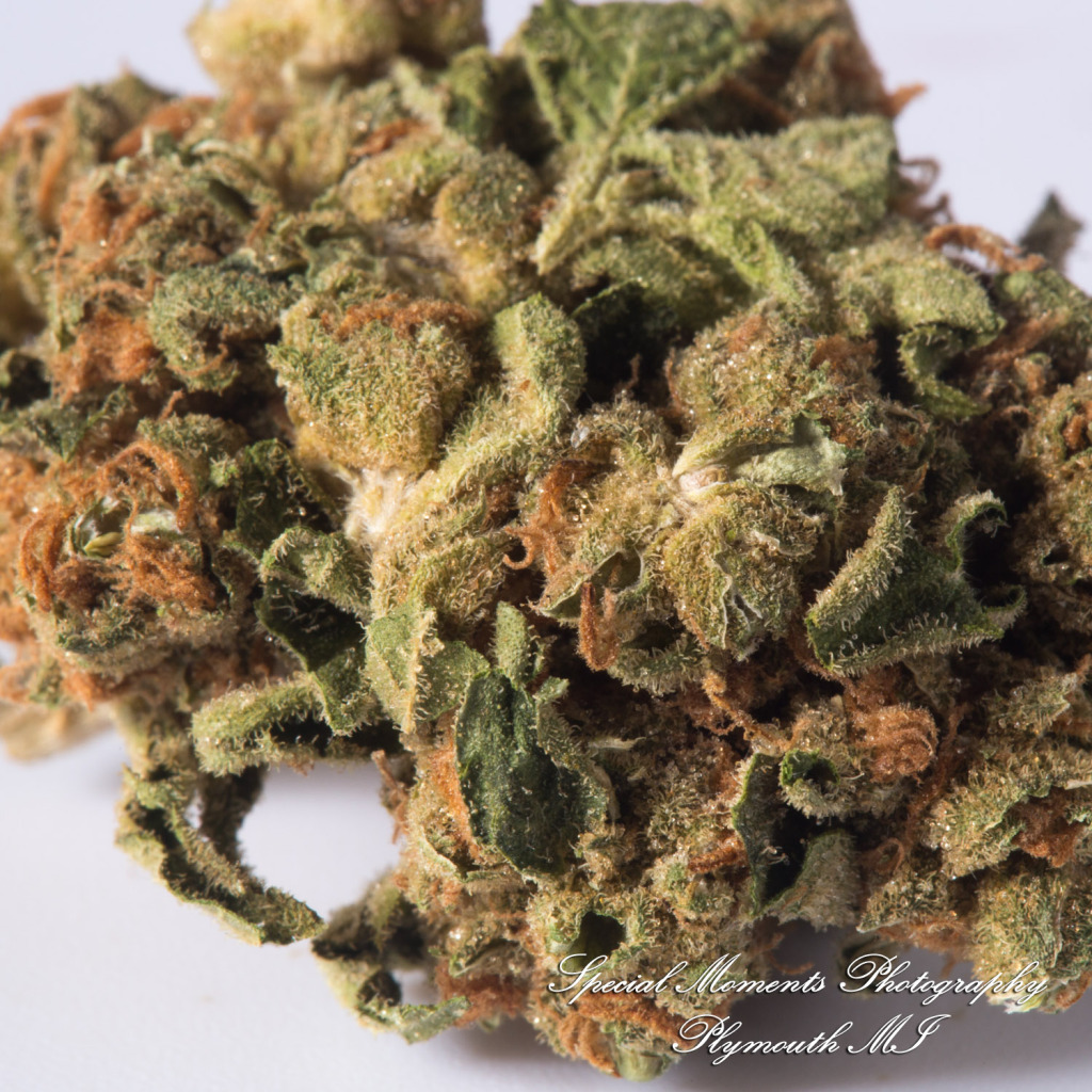 Wayne Releaf Provisioning & Cultivation Center Wayne MI commercial photograph