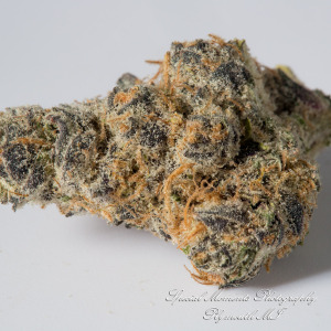 Wayne Releaf Provisioning & Cultivation Center Wayne MI commercial photograph Indica Dolato DO-SI-DOS x Gelato #41