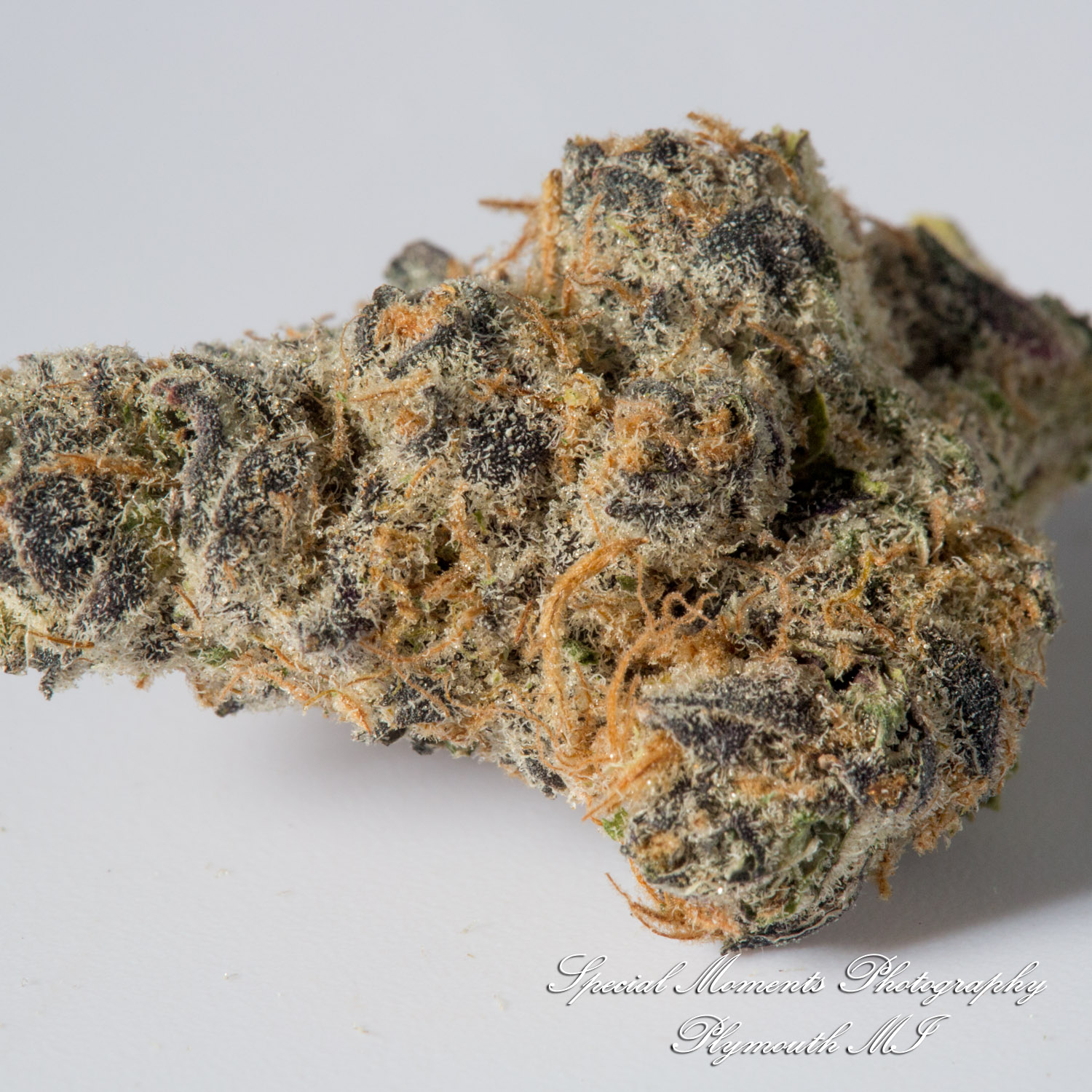 Wayne Releaf Provisioning & Cultivation Center Wayne MI commercial photograph Indica Dolato DO-SI-DOS x Gelato #41