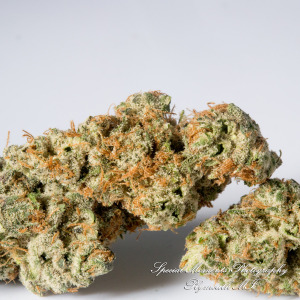 Wayne Releaf Provisioning & Cultivation Center Wayne MI commercial photograph Hybrid Cherry Fuel - Cherry Pie x Scotts OG