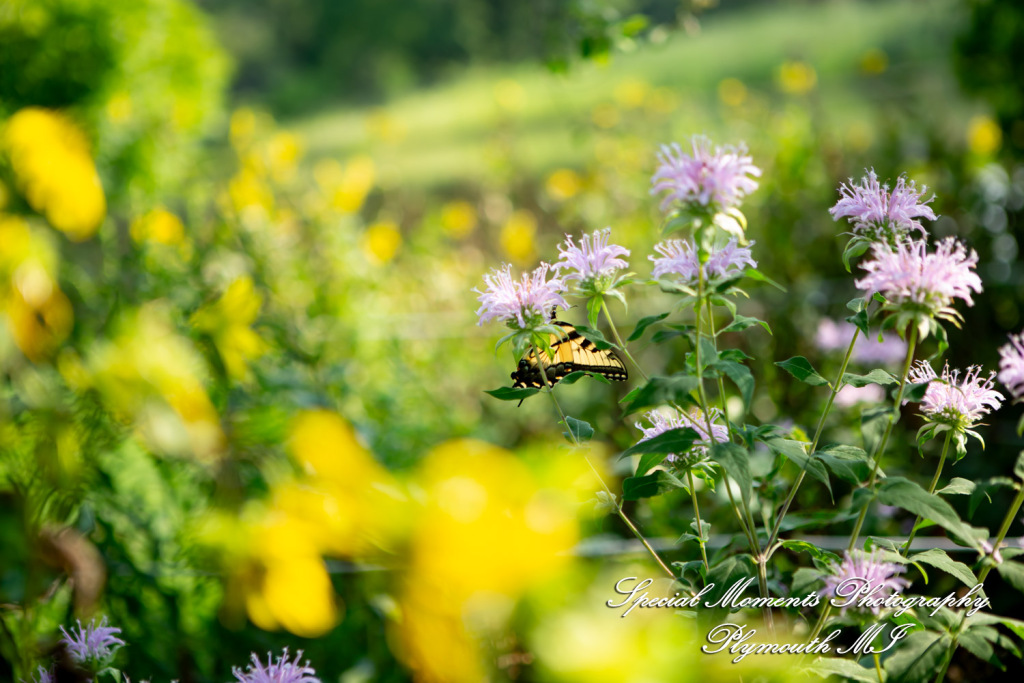 Kira & Seth at Heritage Park Farmington Hills MI engagement photograph