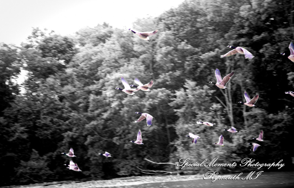 Sara & Andrew at Wilcox Lake Park Plymouth MI engagement photos