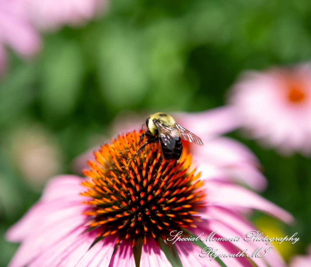 Darcy & Scott at Rochster Municipal Park Rochester MI wedding photo