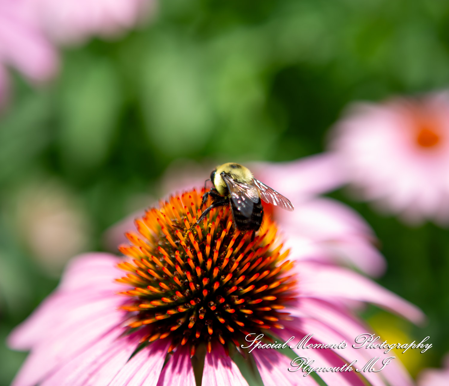 Darcy & Scott at Rochster Municipal Park Rochester MI wedding photo