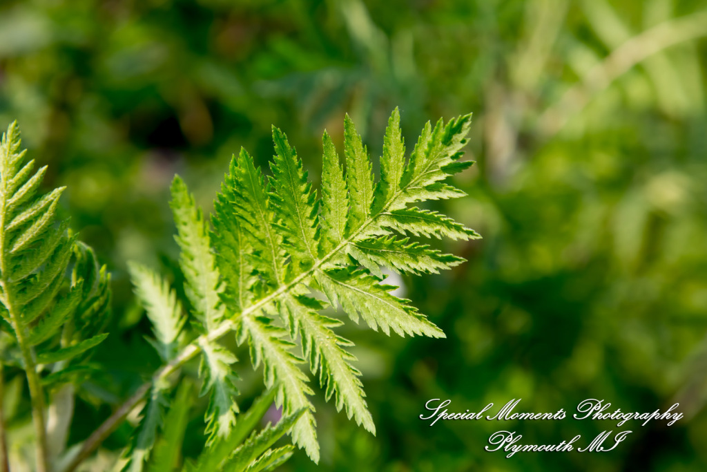 Chayna & Jonny at Cranbrook House Gardens Bloomfield Hills MI engagement photography