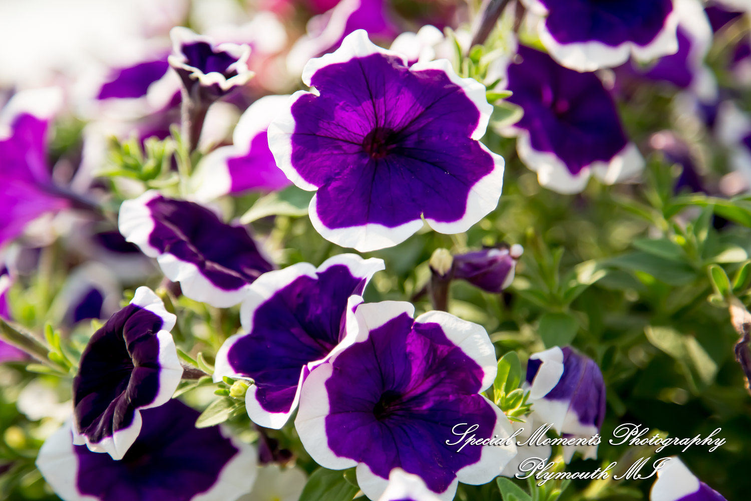 Chayna & Jonny at Cranbrook House Gardens Bloomfield Hills MI engagement photography