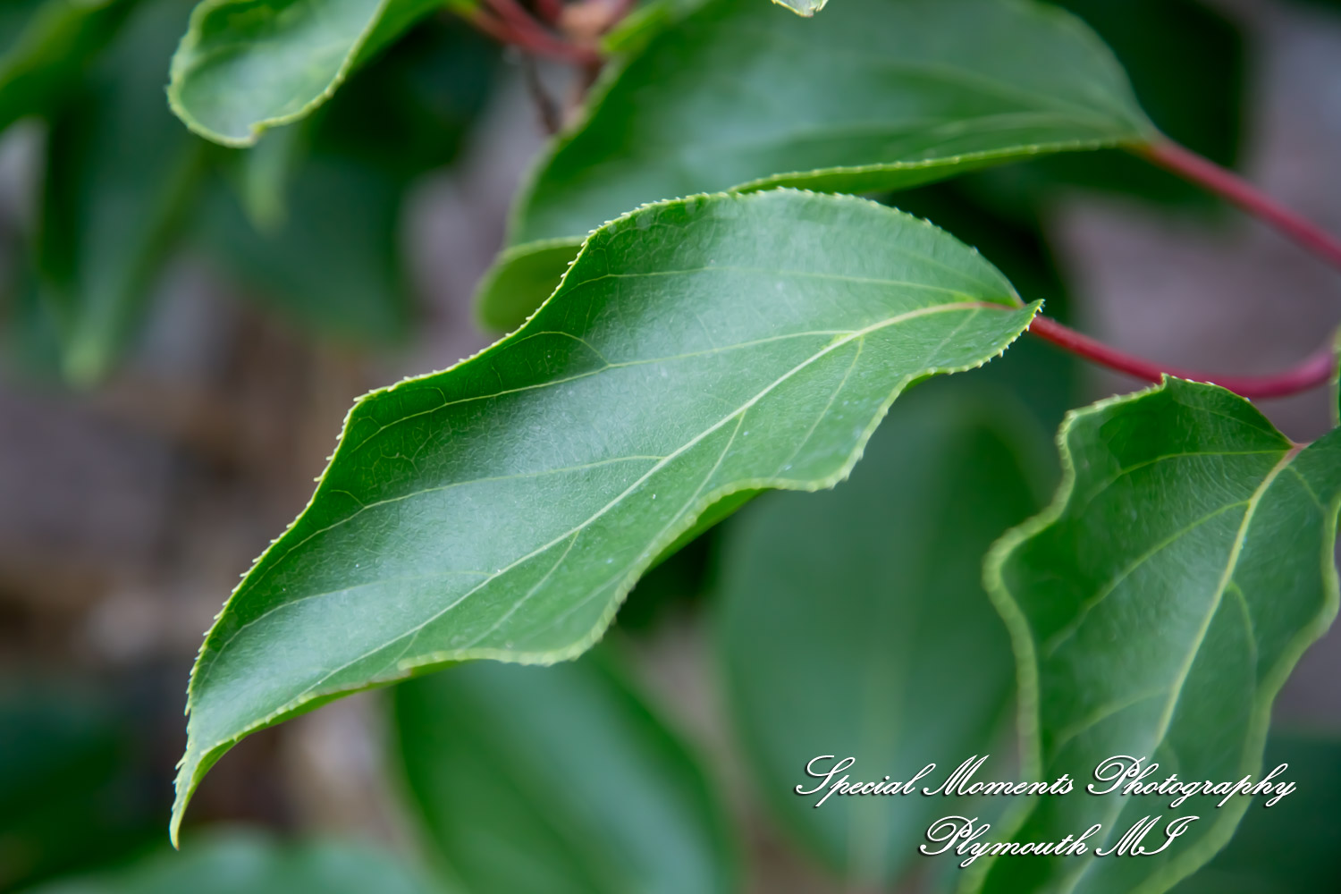 Chayna & Jonny at Cranbrook House Gardens Bloomfield Hills MI engagement photography