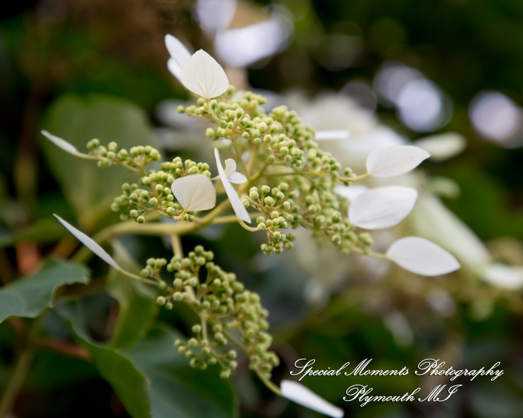 Chayna & Jonny at Cranbrook House Gardens Bloomfield Hills MI engagement photography
