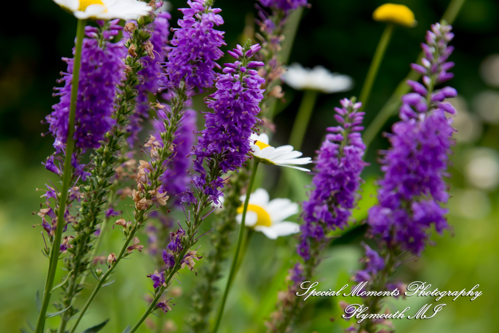 Chayna & Jonny at Cranbrook House Gardens Bloomfield Hills MI engagement photography