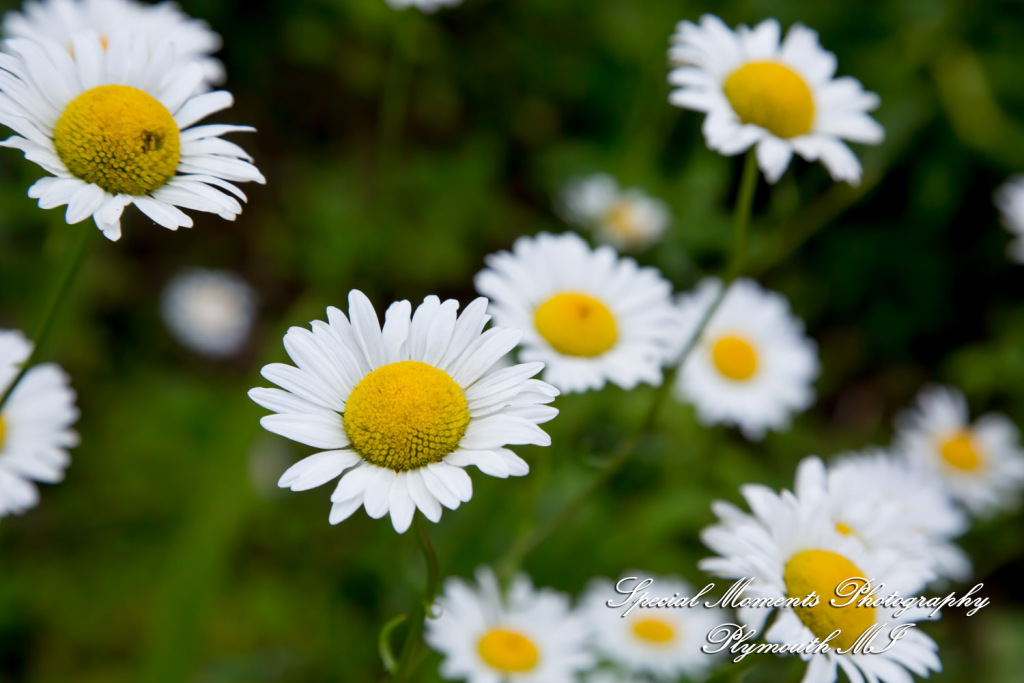 Chayna & Jonny at Cranbrook House Gardens Bloomfield Hills MI engagement photography