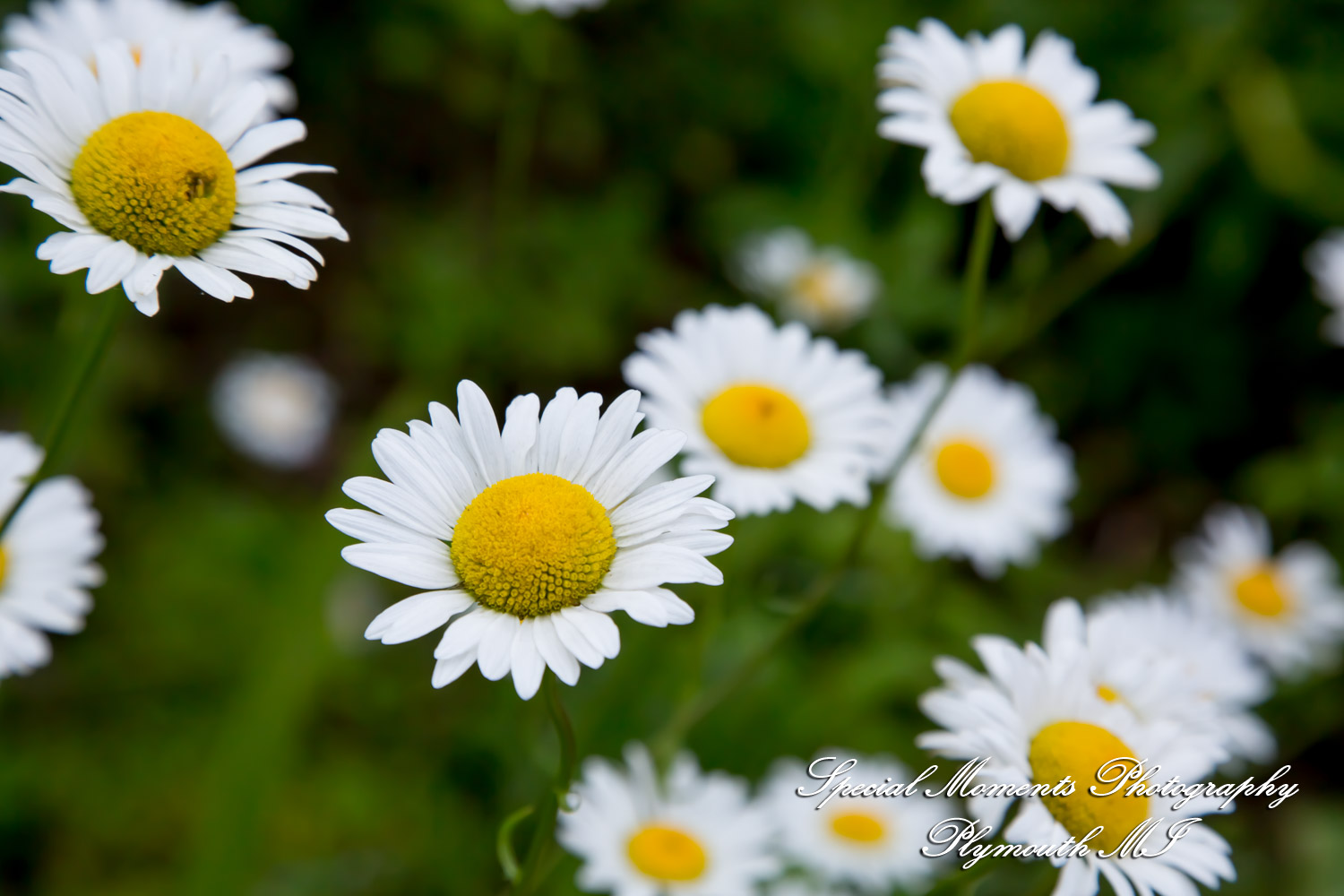 Chayna & Jonny at Cranbrook House Gardens Bloomfield Hills MI engagement photography